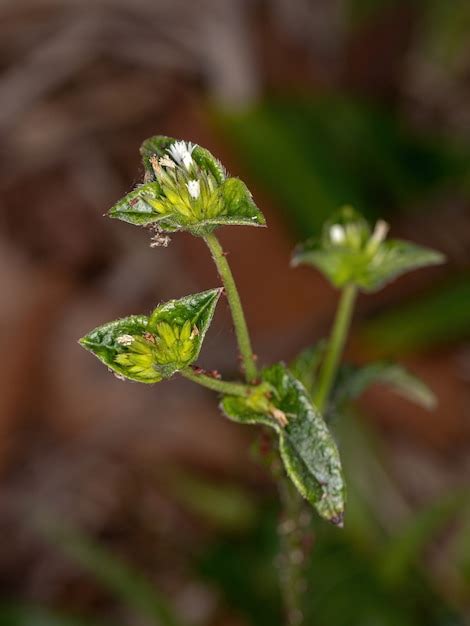 Premium Photo | Elephant foot plant of the species elephantopus mollis