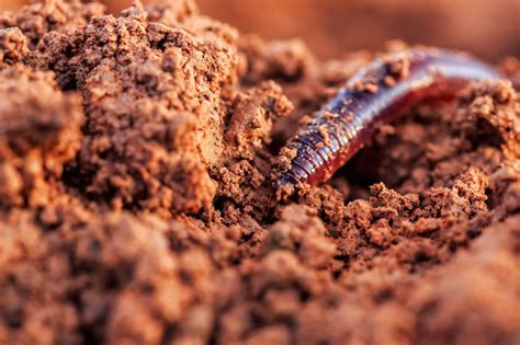 Qual A Importância Da Minhoca Para O Solo - Minhocas No Solo Minhoca: A Estrela Da Compostagem! Casológica