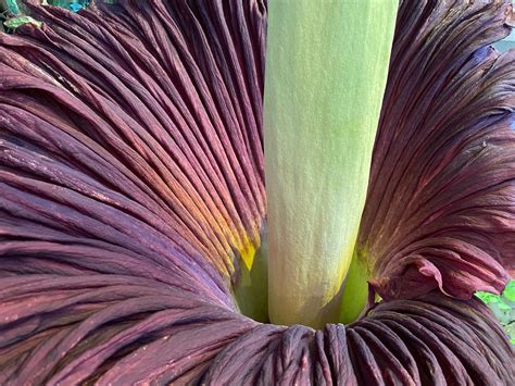 DC corpse flower: Corpse flower blooms at US Botanic Garden