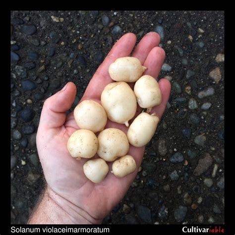 Wild Potatoes (Solanum section Petota) – Cultivariable