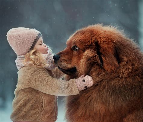 Tibetan Mastiff Full Grown Size