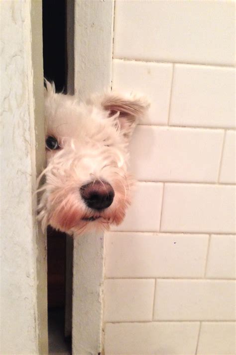 What Happens If You Dont Groom Your Dog
