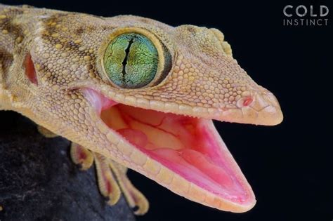 Scary and Fascinating Photos of Cold-Blooded Reptiles and Amphibians