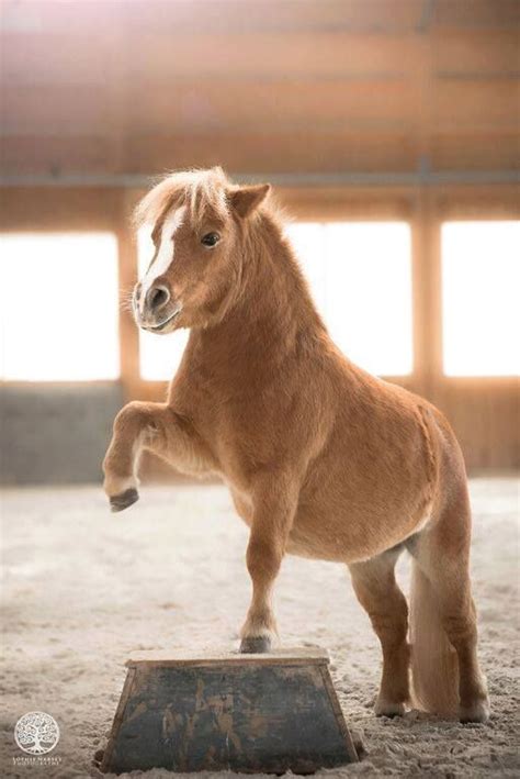Mini pony – Artofit