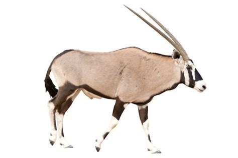 Gemsbok Images – Browse 59 Stock Photos, Vectors, and Video | Adobe Stock