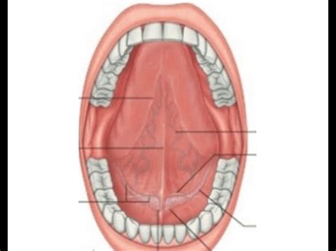 Ventral Surface of Tongue - YouTube