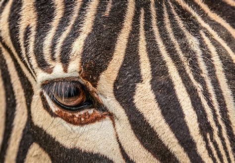 Premium Photo | The eye of zebra