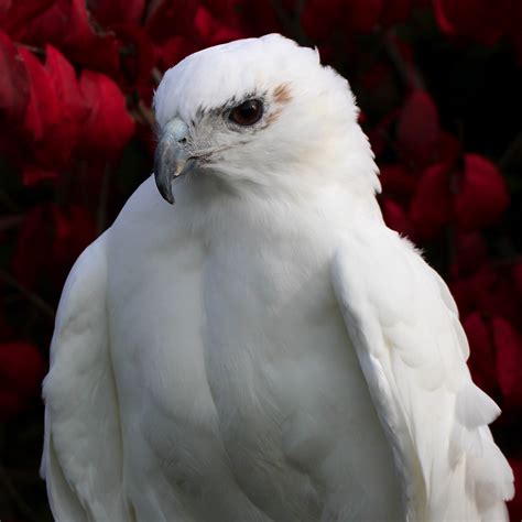 Official Online Shop for Raptor by RaptorRehabofKYShop on Etsy