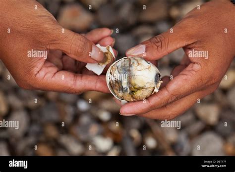 filipino opens  balut  fertilized duck egg  eating
