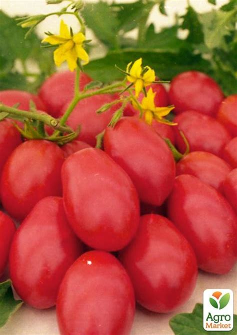 Томат "Розовый закат" ТМ "Vesna Select" 0.2г купить почтой в Одессе ...