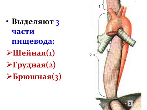 Анатомия и физиология органов пищеварения: глотка, пищевод, желудок ...