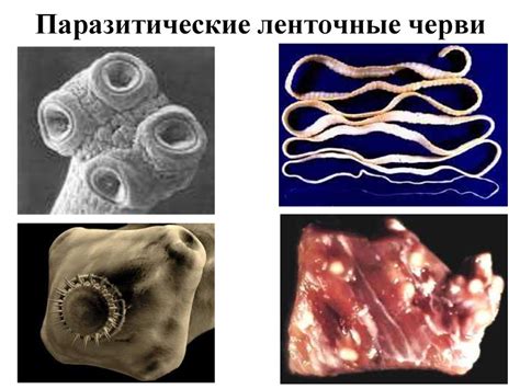 Паразитизм. Паразиты человека и животных - презентация онлайн