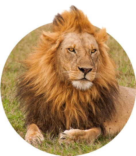 Fahlo Incredible Excursion Lion Bracelet - Monashee Outdoors
