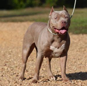 Gator Mouth Pitbull: Breed History, Characteristics & Care