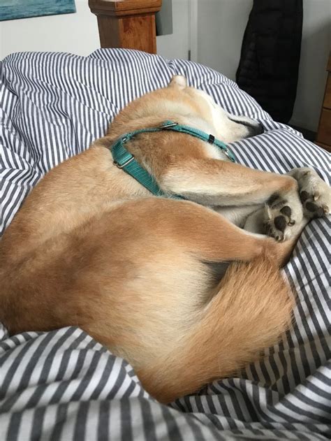 waking up with this dog