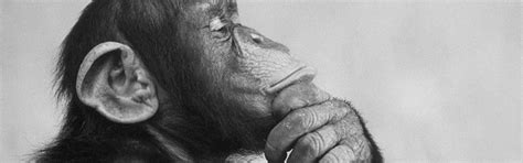 Can We Know What Animals Are Thinking? · Longform