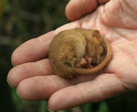 Dormice in Rockingham Forest