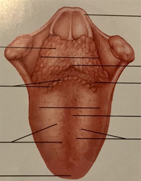Chapter 2 - Tongue 3 Part 1 Diagram | Quizlet