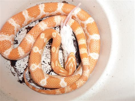 Fotos gratis : reptil, escala, Animales, vertebrado, Serpientes, mundo ...
