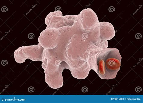 Entamoeba Histolytica Protozoan Royalty-Free Cartoon | CartoonDealer ...