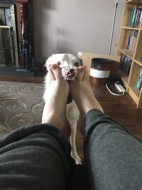 This is what she does every time she sees my feet. : r/AnimalsBeingDerps