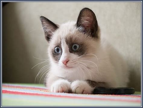 17 Best images about Cat on Pinterest | Himalayan cat, Adoption and ...