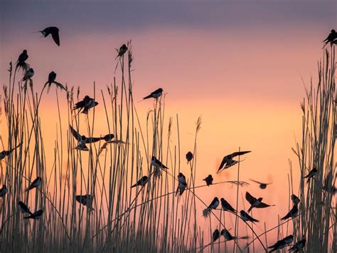 Barn Swallow Migration: A Complete Guide | Birdfact