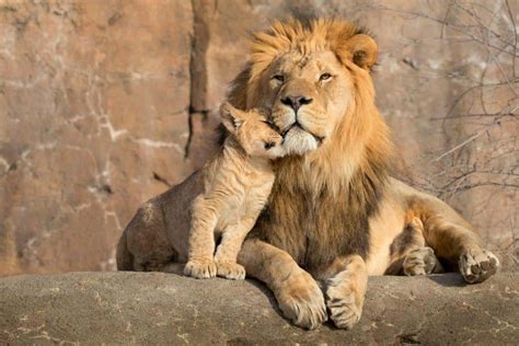 The Cutest Pictures of Big Cats You'll Ever See