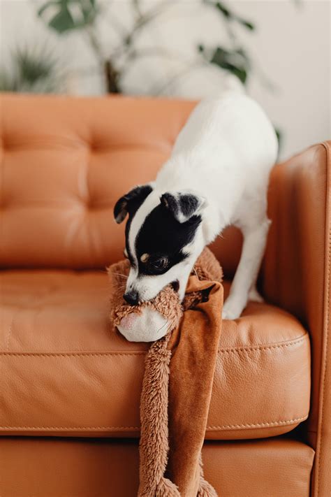 Puppy Teeth Photos, Download The BEST Free Puppy Teeth Stock Photos