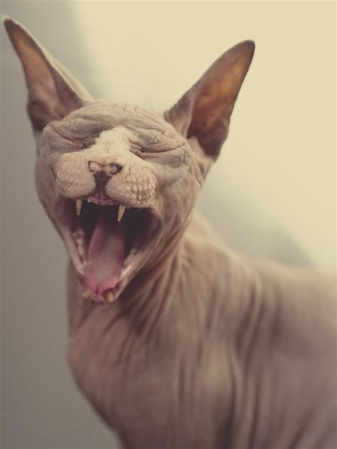 Sphynx Cat Pictures and Information - Cat-Breeds.com