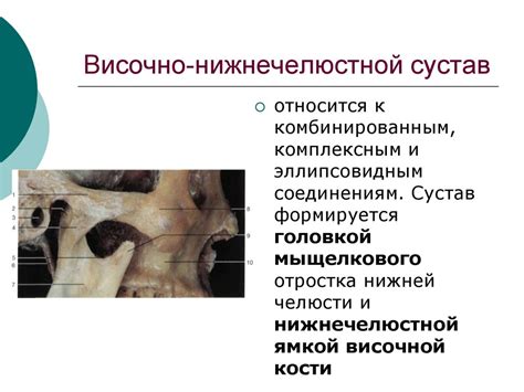 Возрастная анатомия черепа. Височно-нижнечелюстной сустав - презентация ...