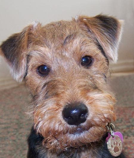 Puppy Dog Breeds Photos