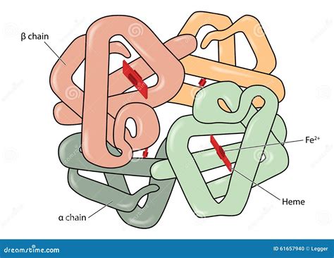 Molecola dell'emoglobina illustrazione vettoriale. Illustrazione di ...