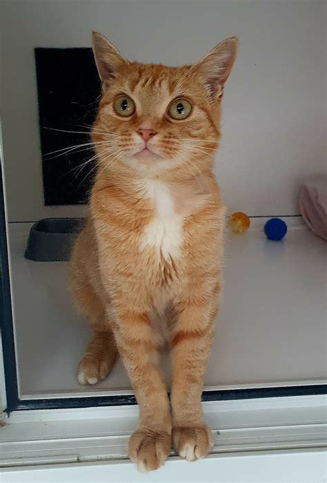 Polly - Rehomed - Destitute Animals Shelter - Bolton