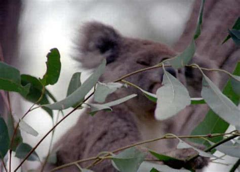 Australia - Koalas | Travel blog OnTourWorld