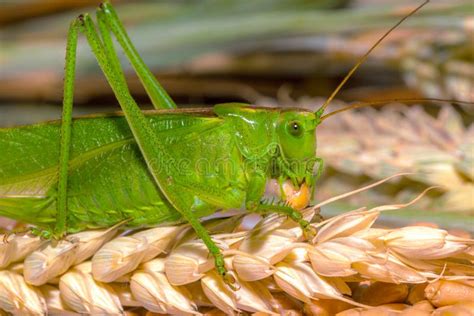 Grasshopper Eating a Wheat Crop with Vintage Like Processing Stock Photo - Image of entomology ...