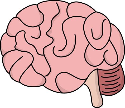 Cerebro PNG