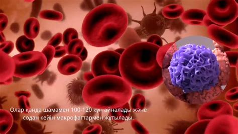 Эритроцит Эритроцит деген не? Эритроцит туралы қызықты фактілер - YouTube