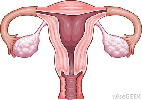 Uterus diagram | Healthiack