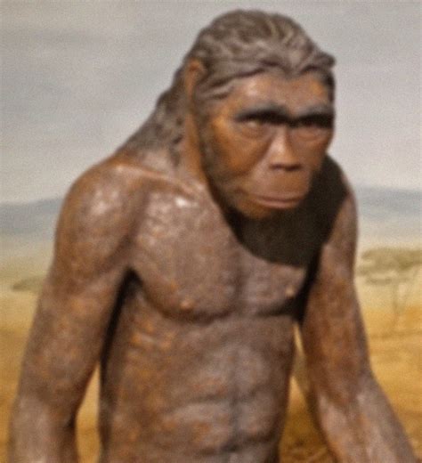 Homo Habilis Food Source