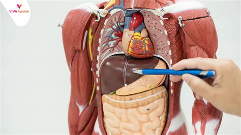 inilah fungsi organ tubuh manusia viva apotek