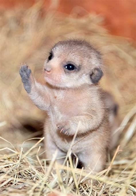 Voici d’adorables photos de bébés animaux pour égayer votre journée ...