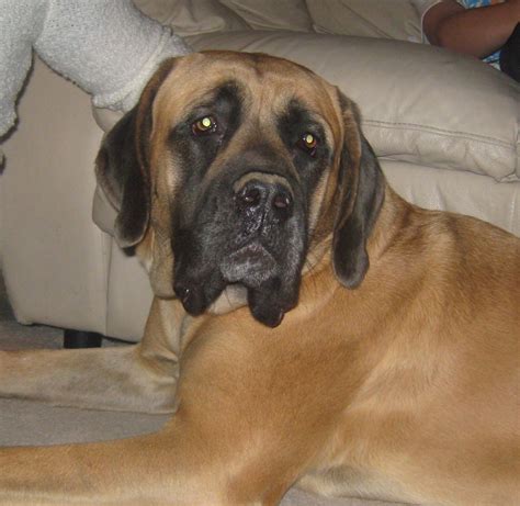 Mastiff | GreatDogSite