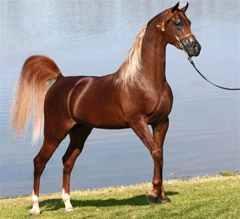 class   horse racing winners wire