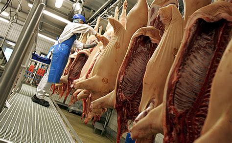 Nej til flere svin | OrganicToday.dk