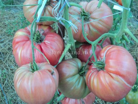 Томат Болгарская Хала: отзывы, фото описание | tomatland.ru