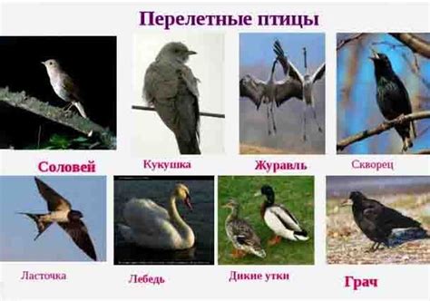 Перелетные птицы картинки с названиями для детей.