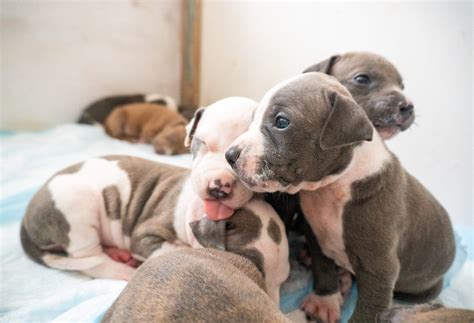 American Bully Dog Puppies