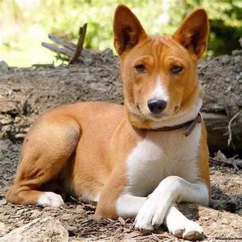 Basenjis Why Cant This Dog Bark