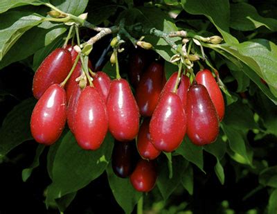 Cornelian Cherry